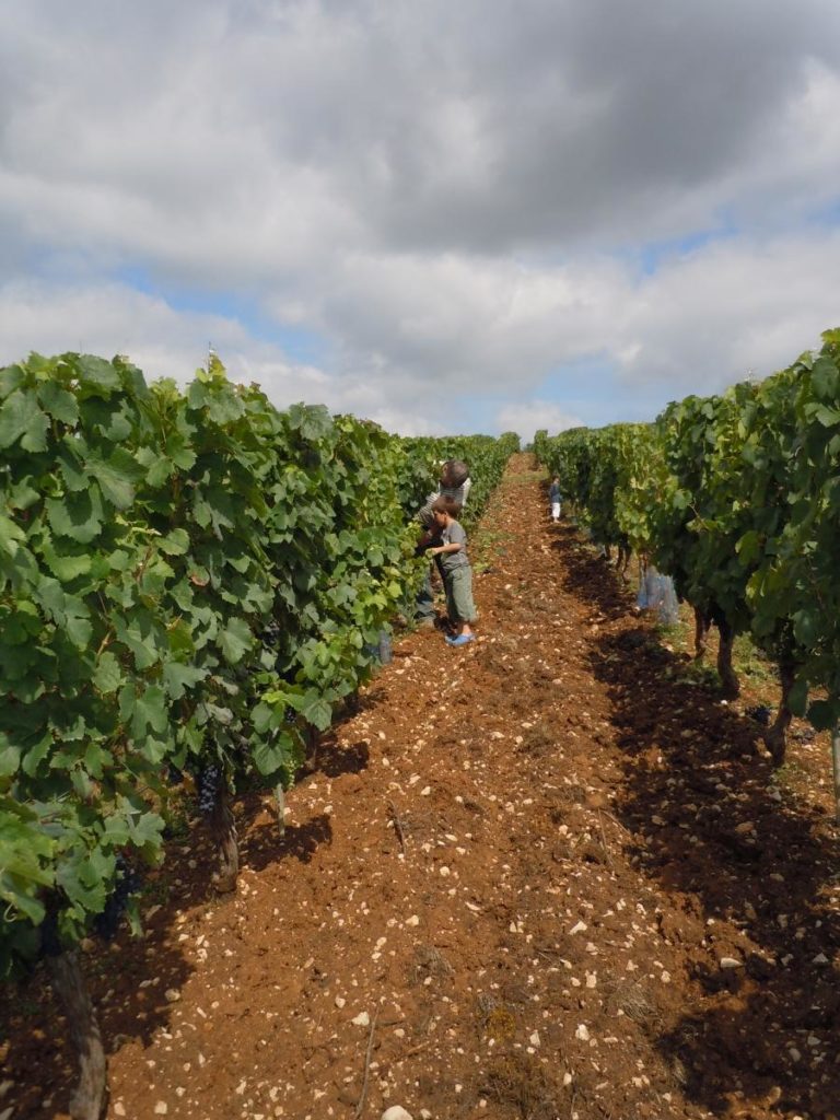 Image of Clos Troteligotte