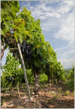 Image of Domaine du Souleillan